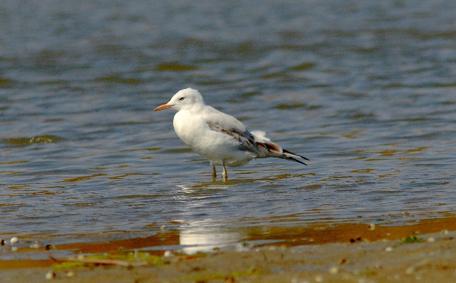 Gabbiano roseo (ex Fauna cagliaritana)